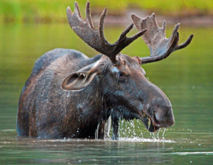 Moose in lake